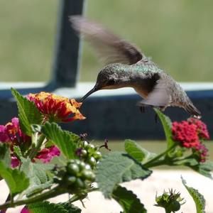 Meet your Posher, Mary ann